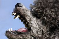Picture of poodle dog baring its teeth